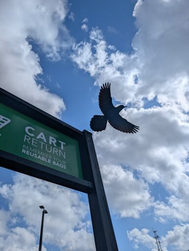 photo of a crow flying with the backdrop of a blue sky and white clouds, a shopping cart return is in the corner of the image (where the bird jumped off of to start flying)