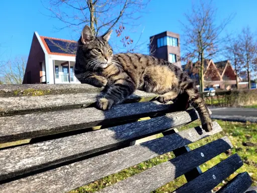 A cat lying on a bench in the Sun